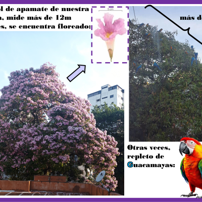 Infoprevia02